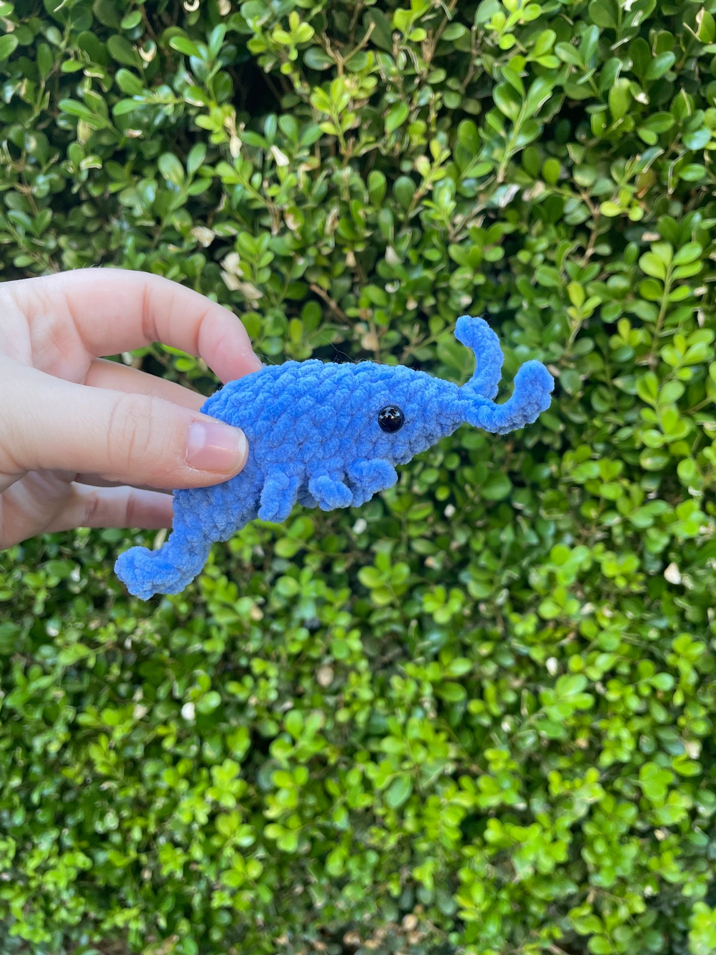 Shrimp
