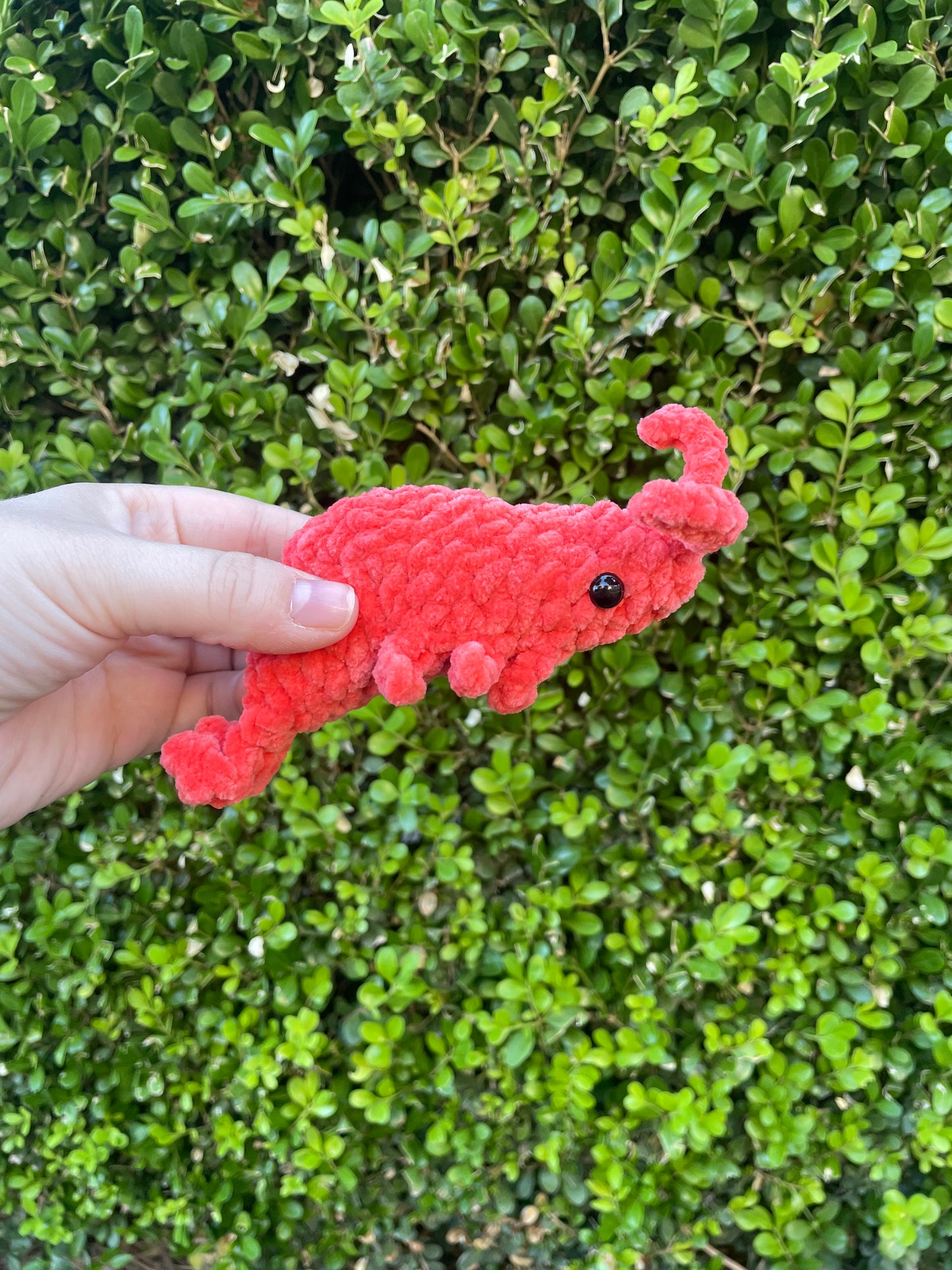 Shrimp