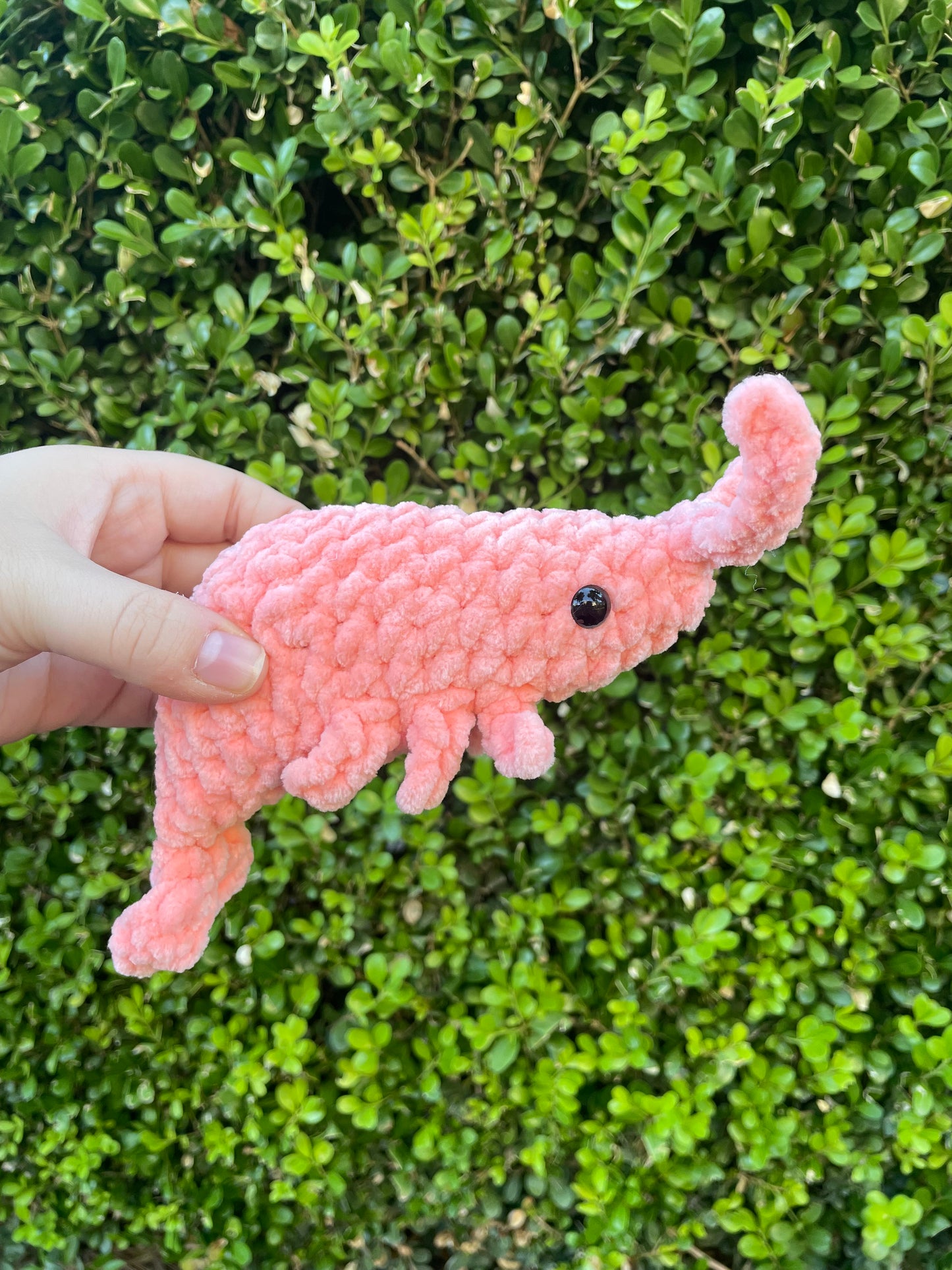 Shrimp