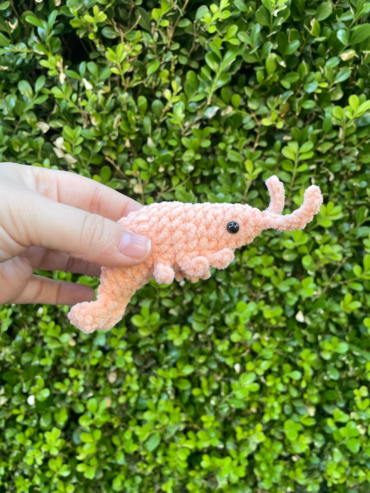 Pocket Shrimp