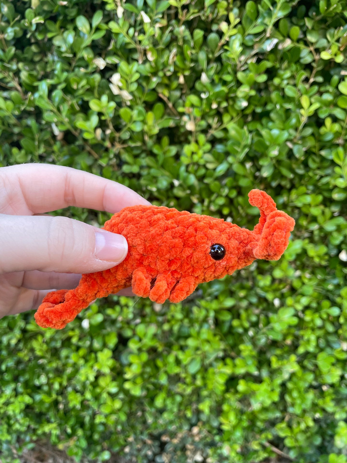 Pocket Shrimp