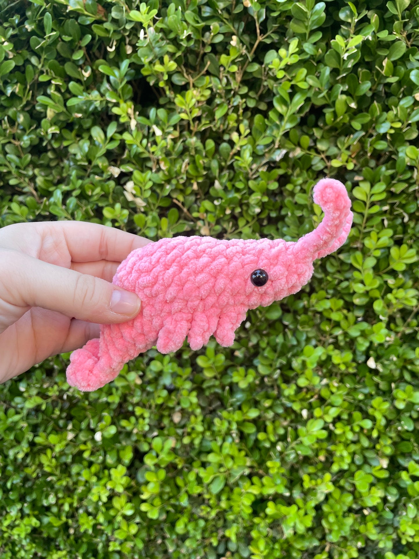 Shrimp