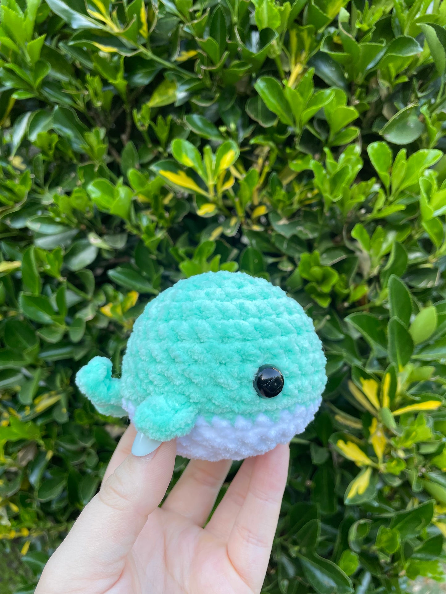 Whale