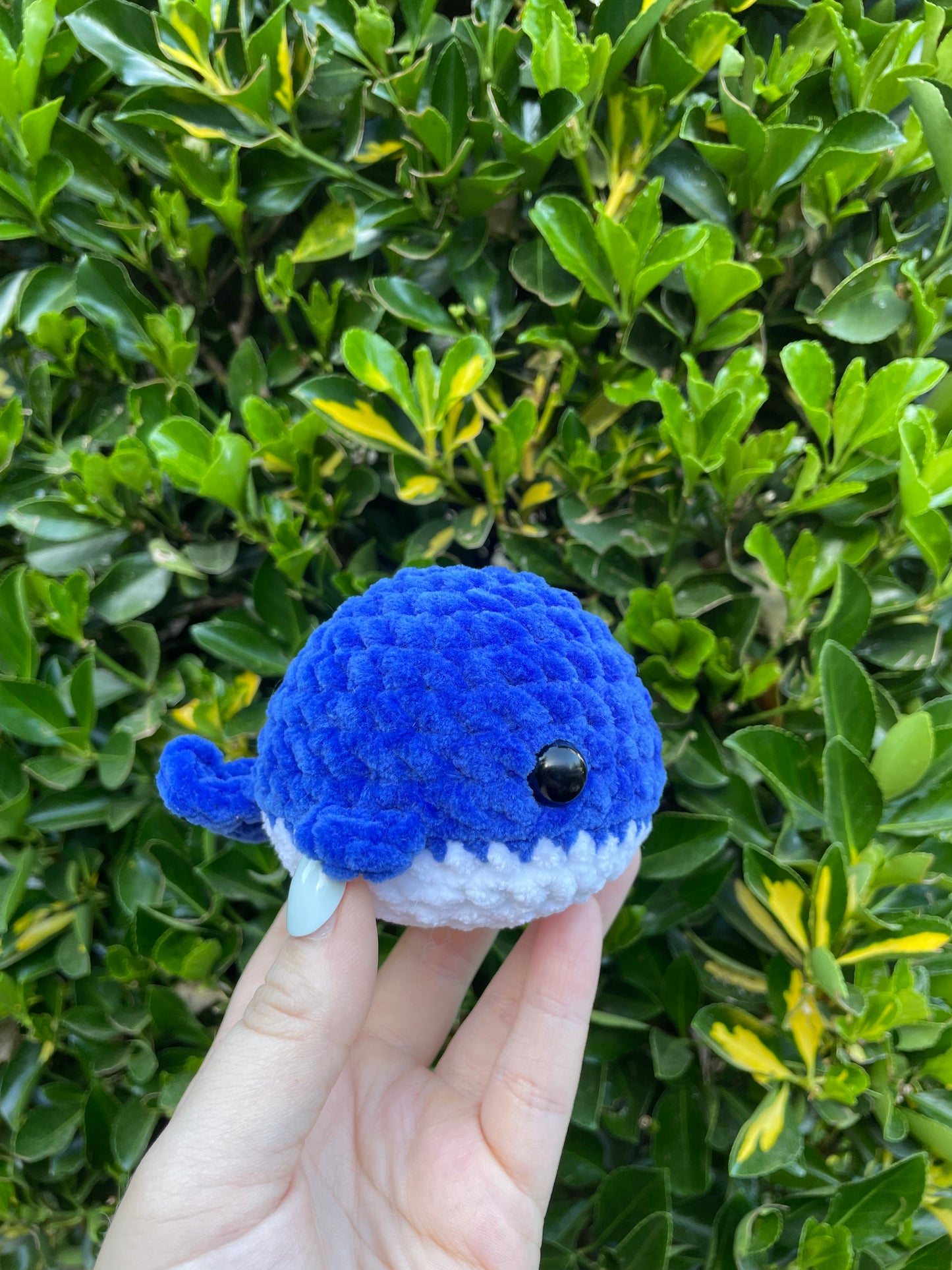 Whale