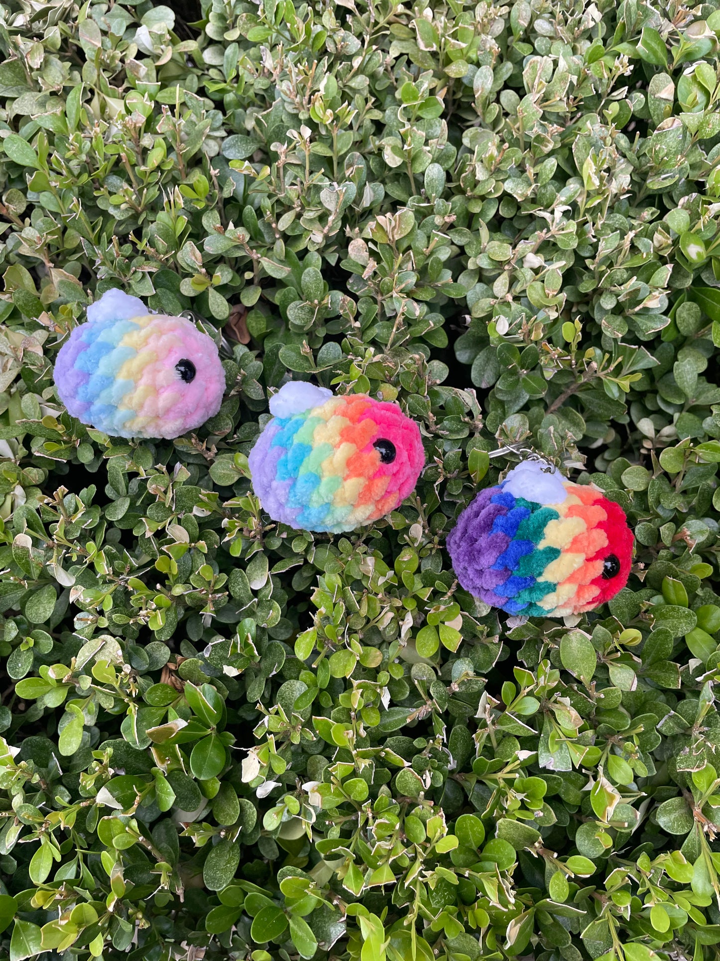 Rainbow Beechain