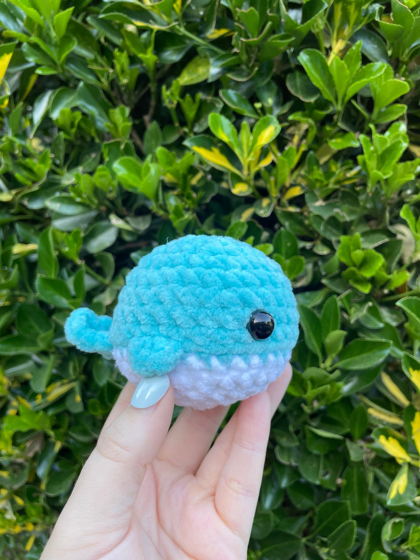 Whale
