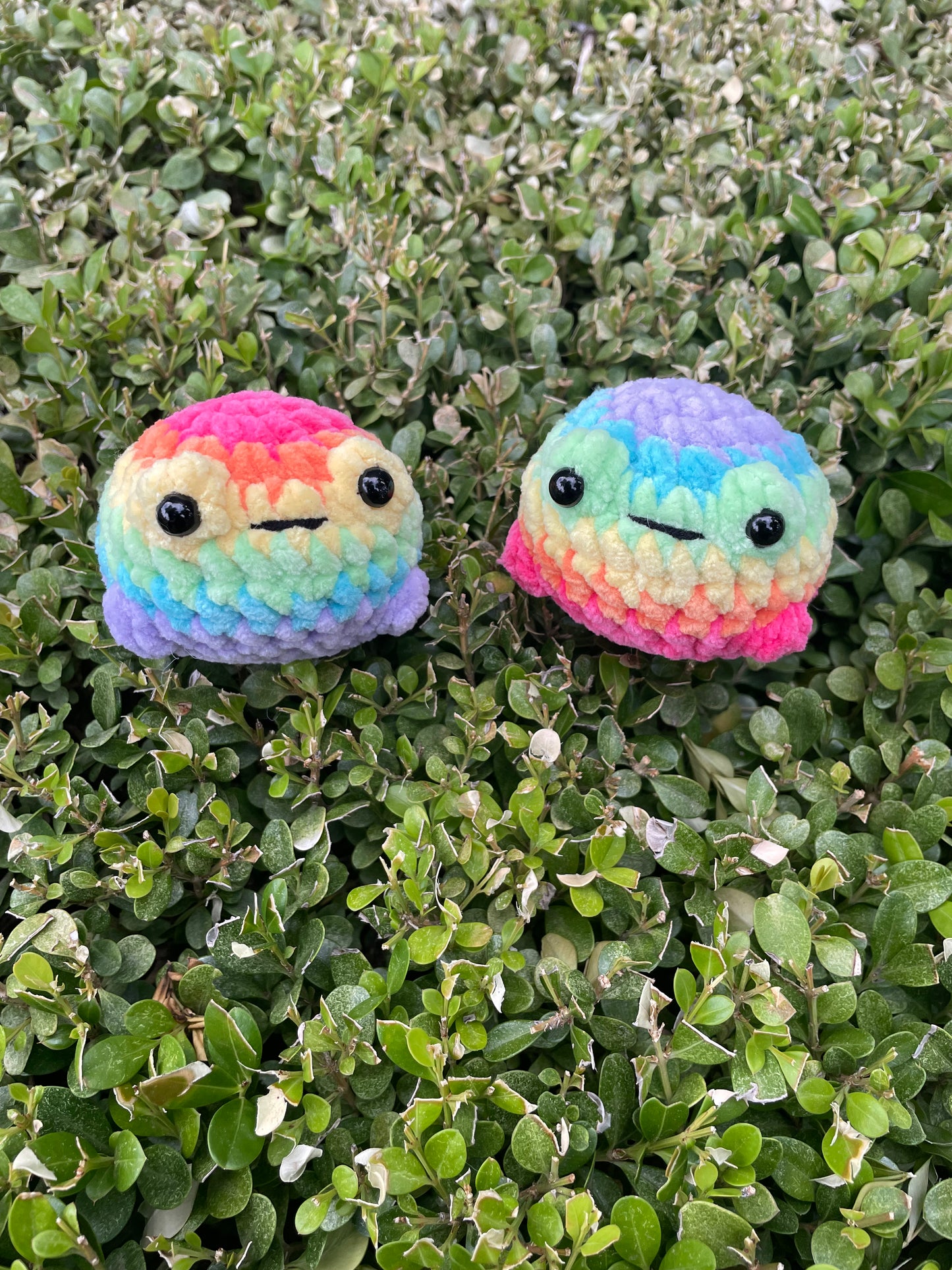 Rainbow Froggee