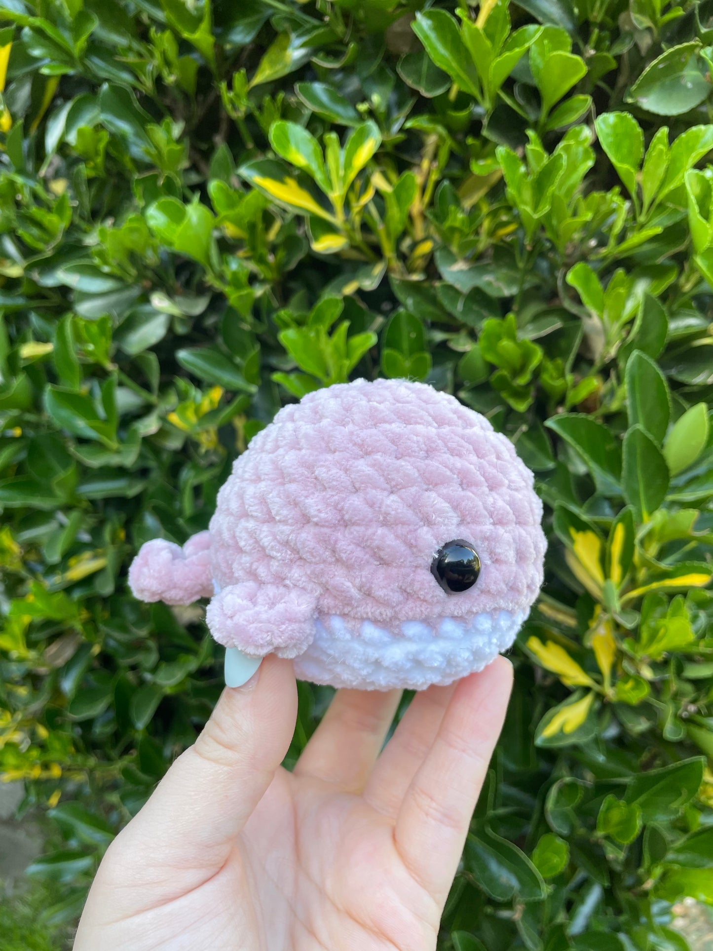 Whale