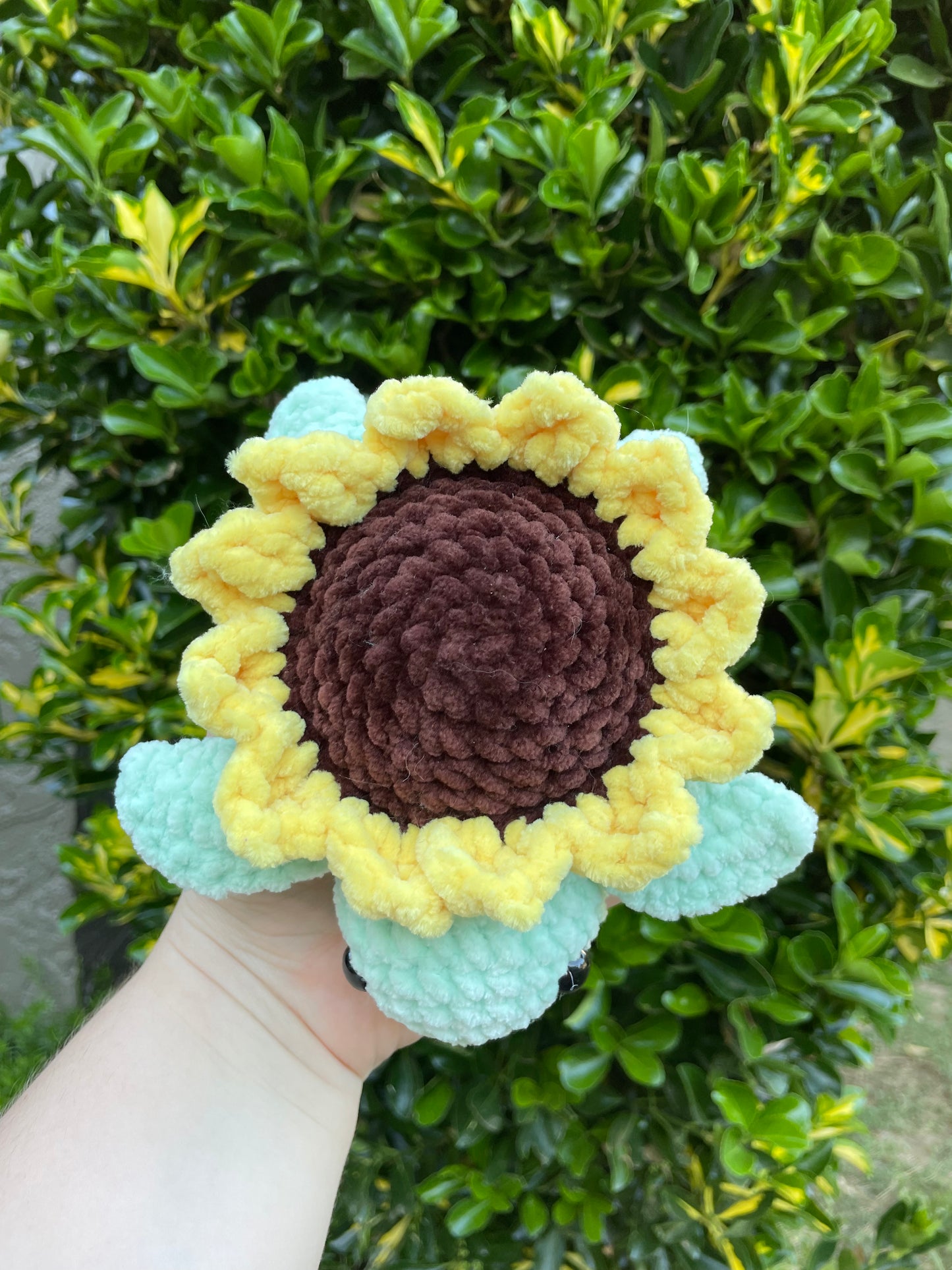 Small Sunflower Turtle