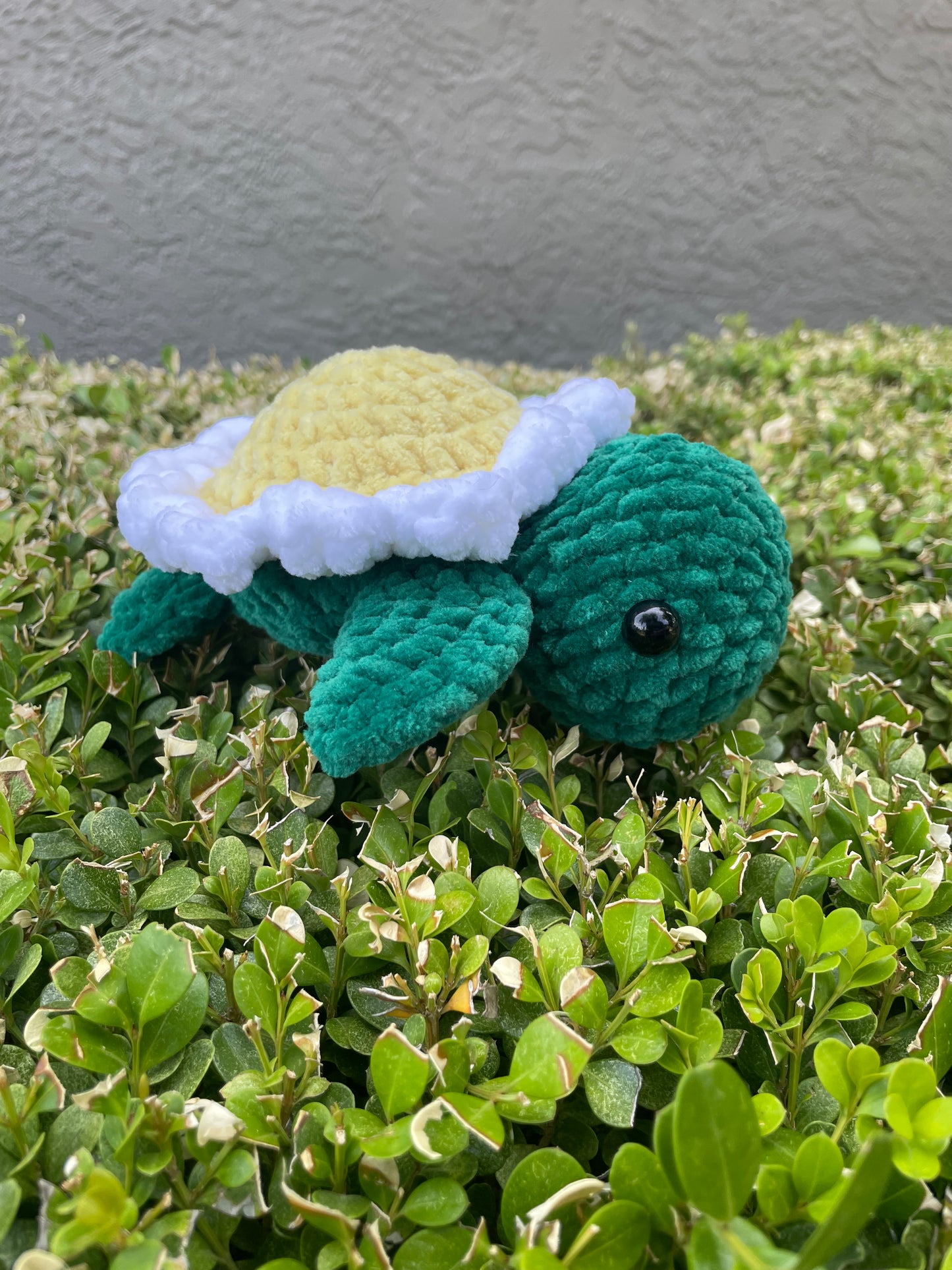 Small Sunflower Turtle