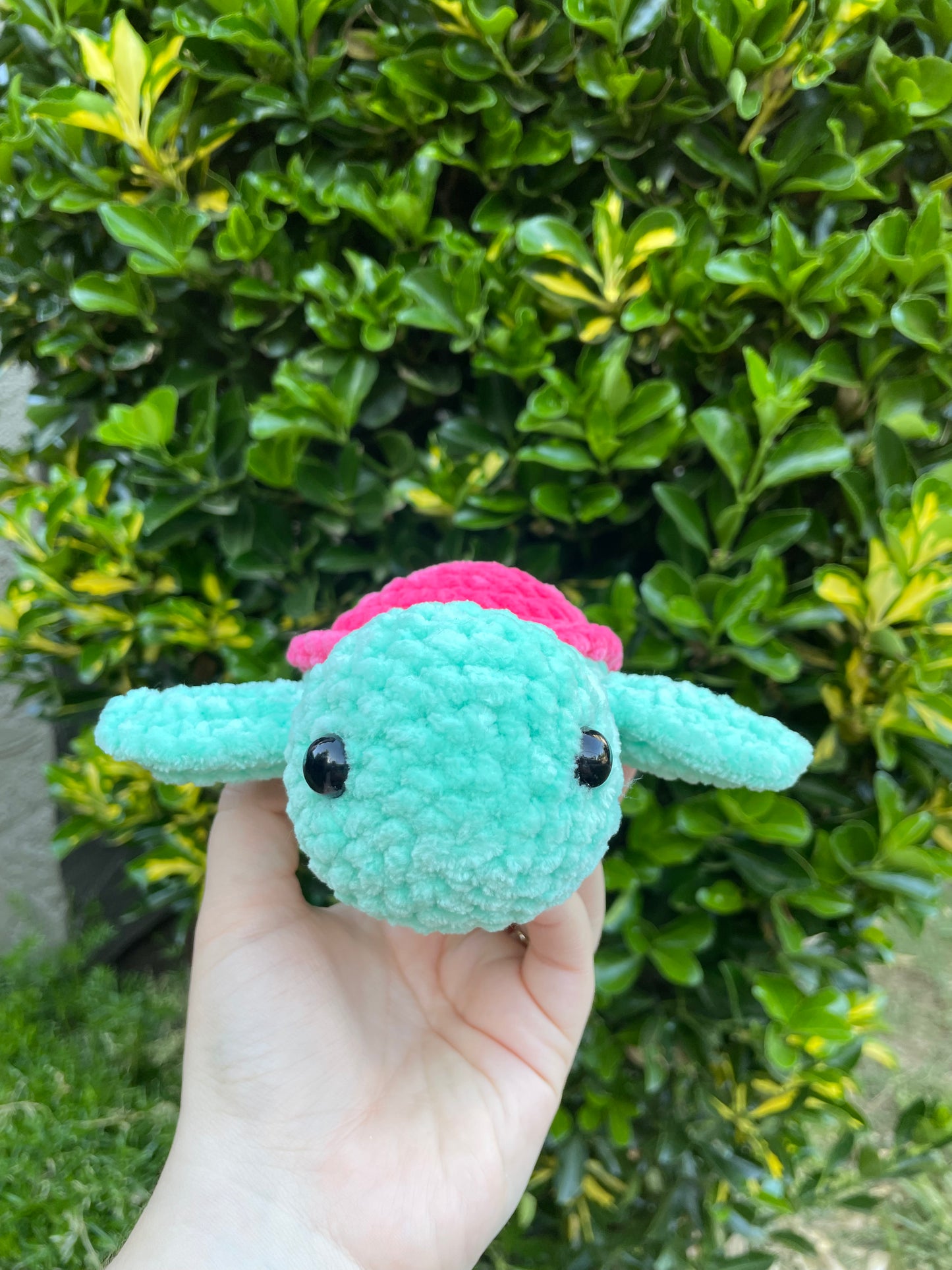 Small Turtle