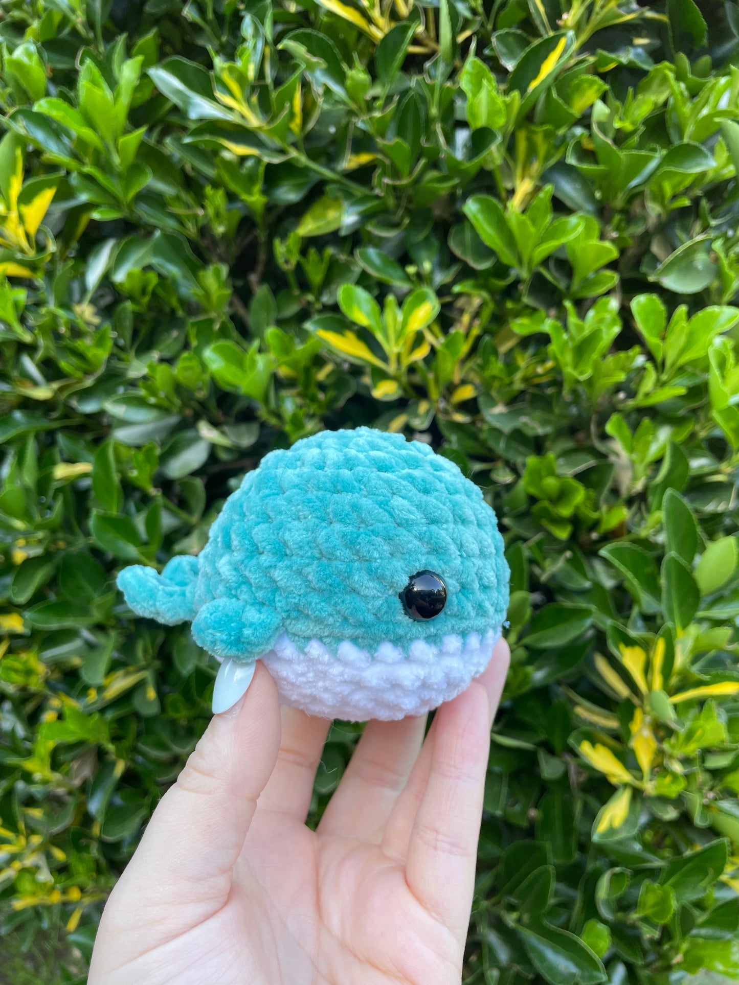 Whale