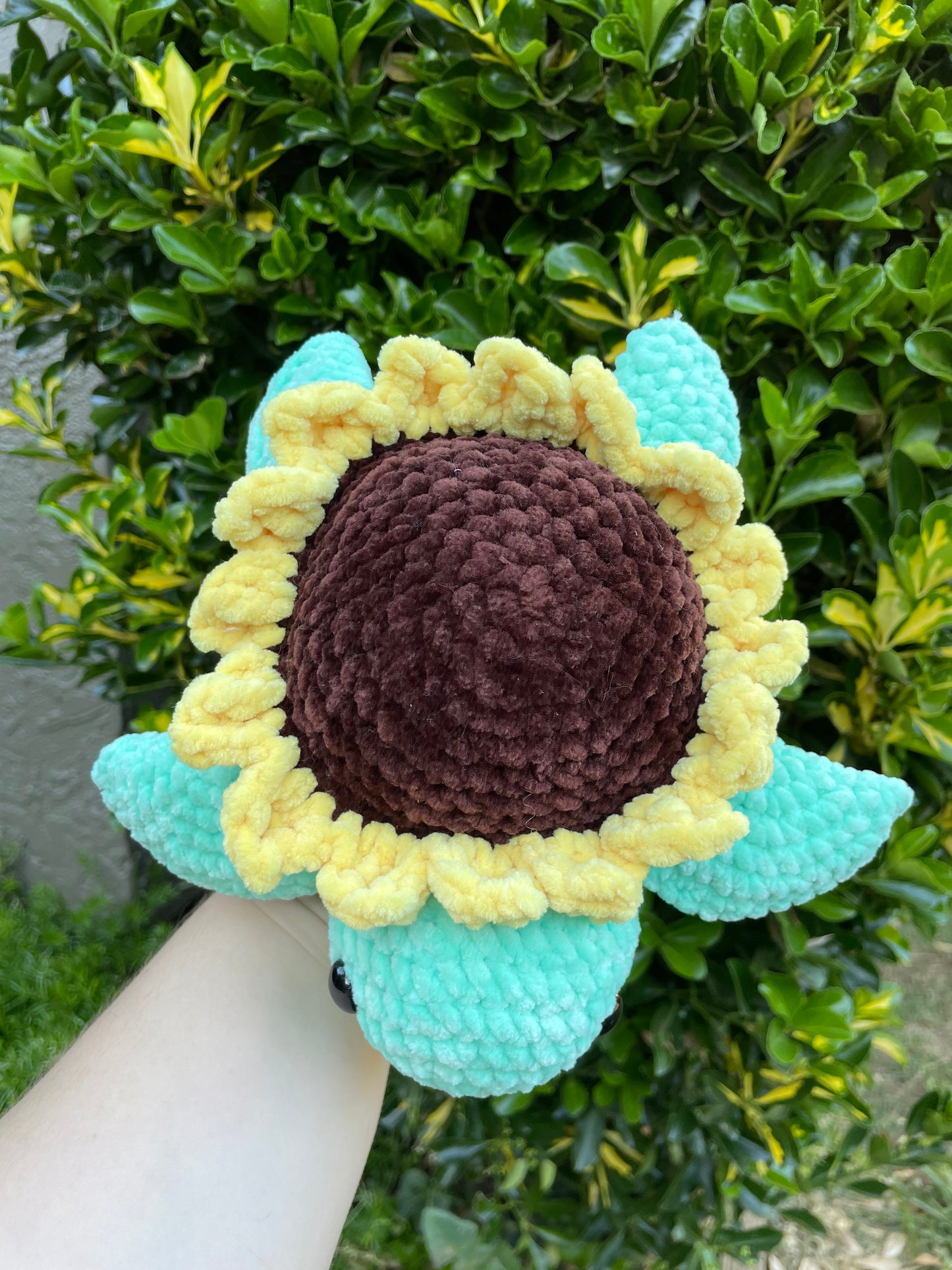 Medium Sunflower Turtle