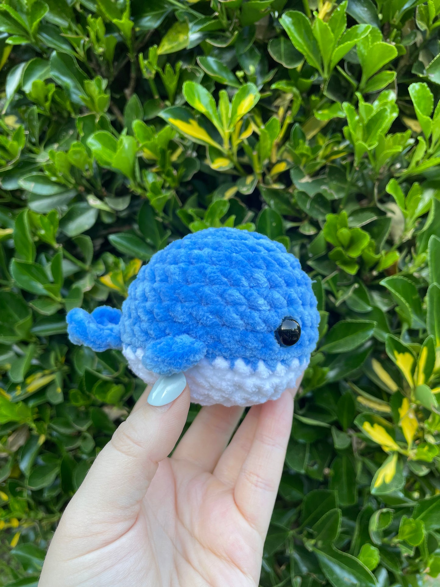 Whale