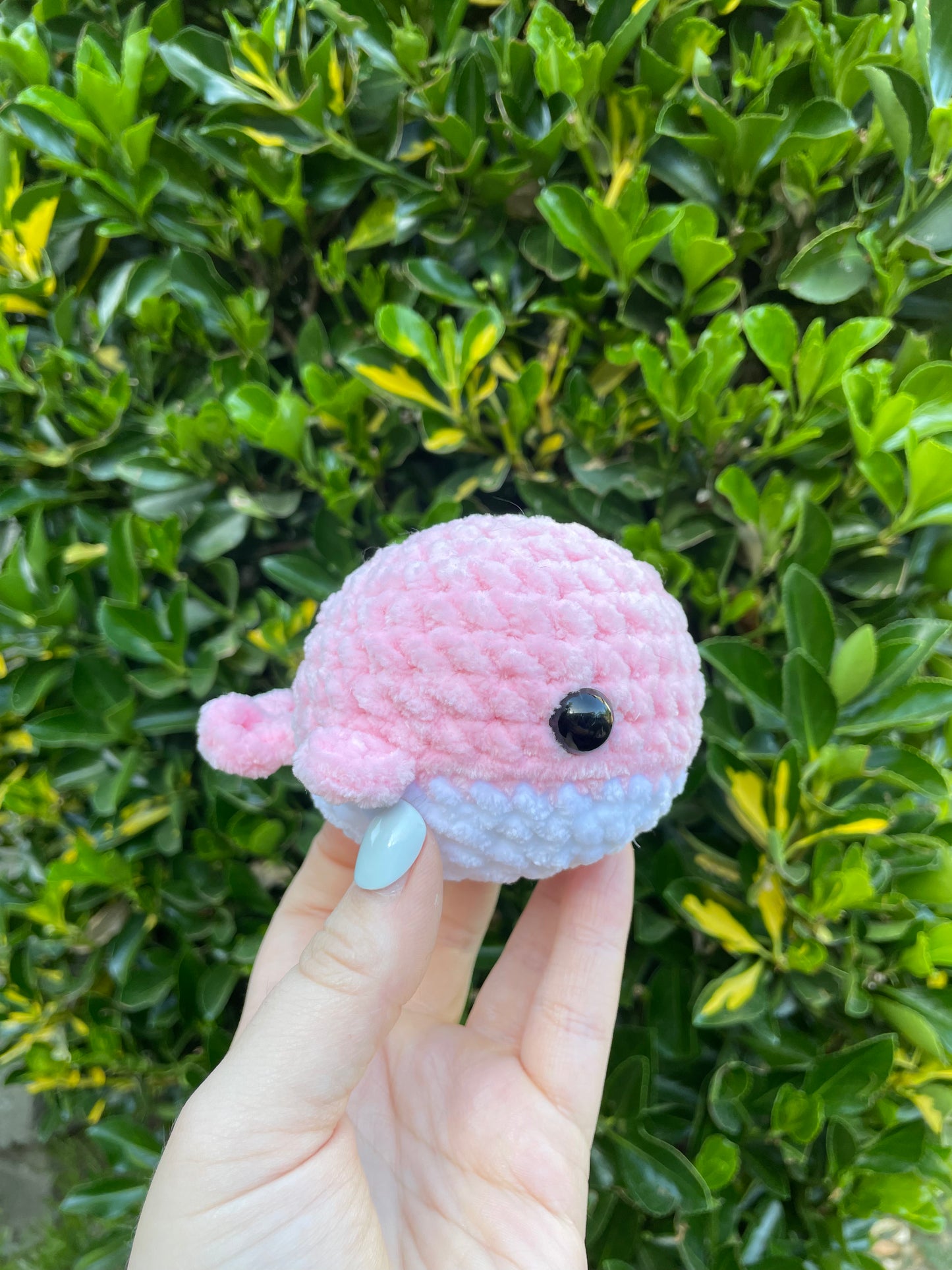 Whale