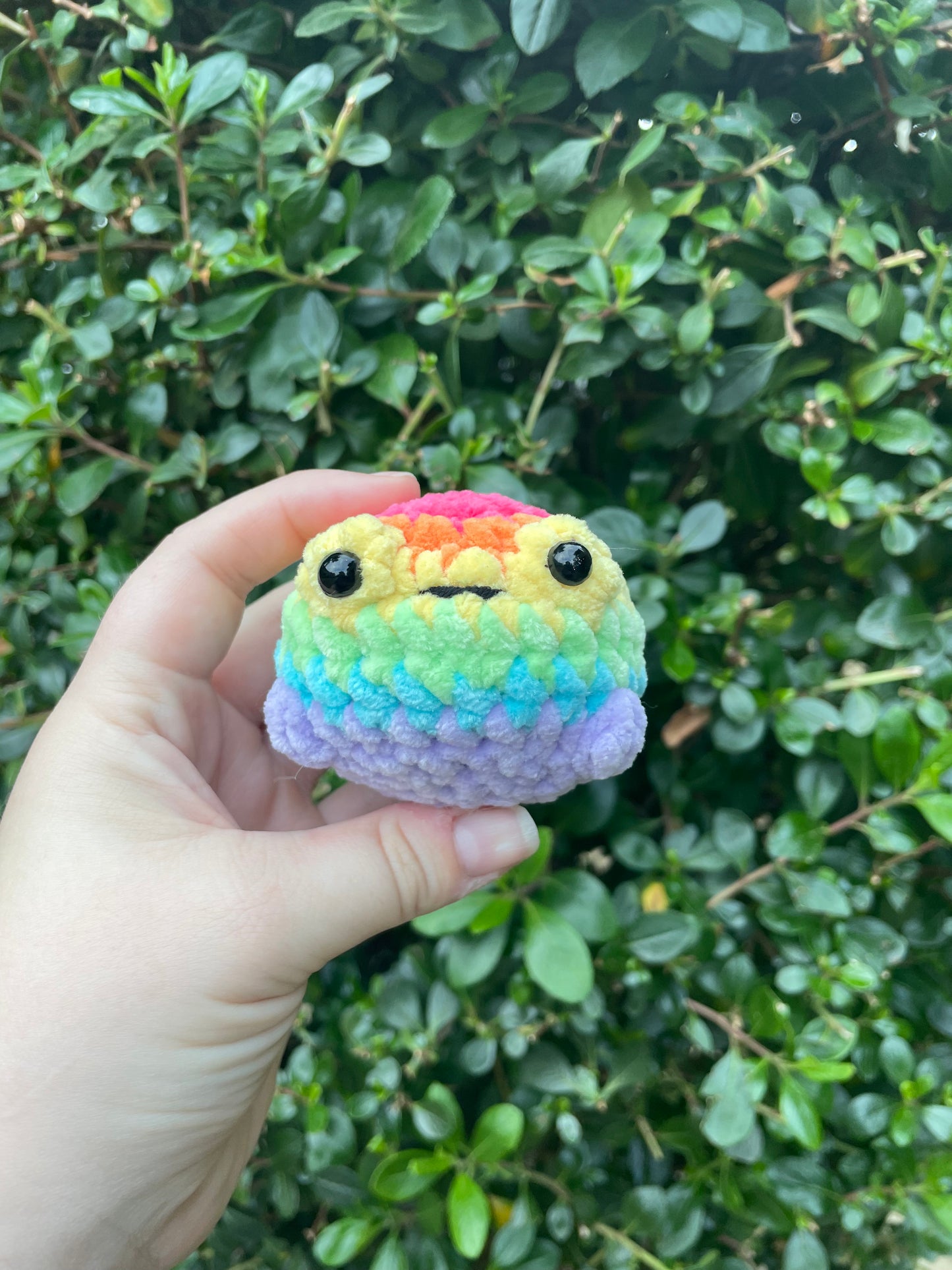 Rainbow Froggee