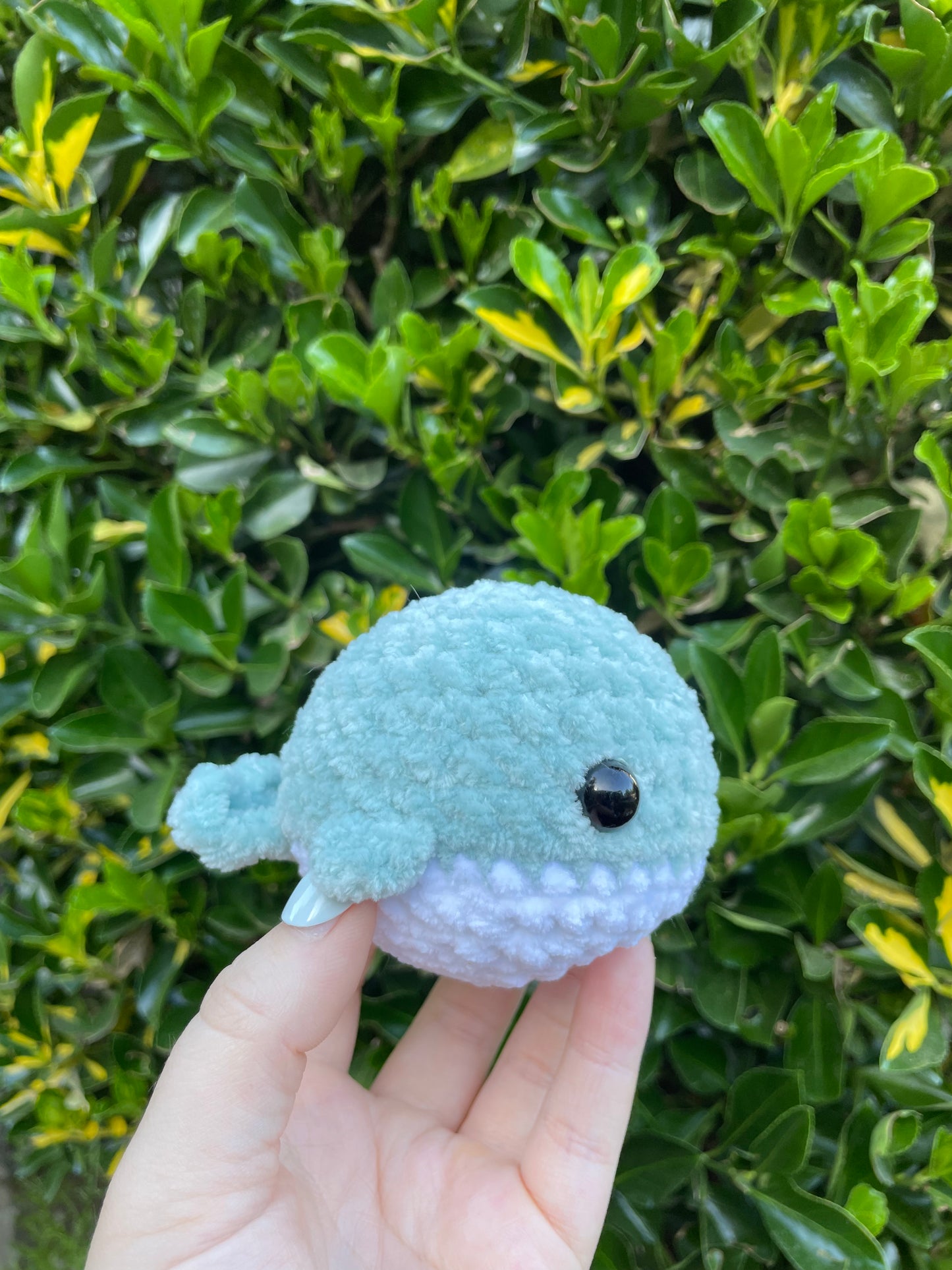 Whale